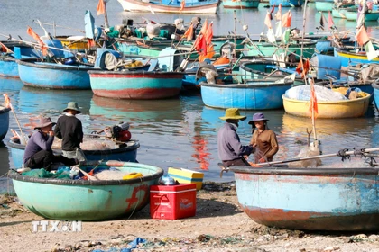 Nhiều ngư dân xã Tiến Thành (Lâm Đồng) đưa thuyền thúng lên bờ, tạm dừng ra khơi để thực hiện quyền công dân đi bầu cử. (Ảnh: Nguyễn Thanh/TTXVN)