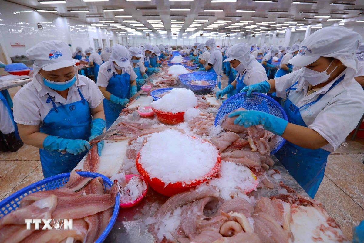 Chế biến thủy sản xuất khẩu. (Ảnh: Vũ Sinh/TTXVN)
