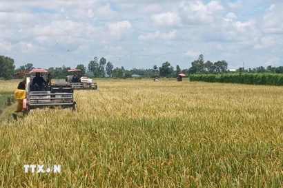 (Ảnh: TTXVN phát)