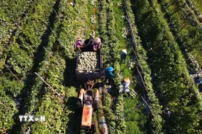 Nông dân xã Ba Gia, tỉnh Quảng Ngãi thu hoạch dưa được trồng theo tiêu chuẩn nông nghiệp sạch. (Ảnh: Hải Âu/TTXVN)