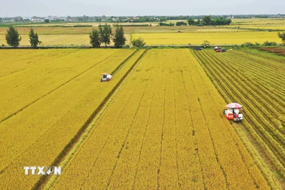 Thu hoạch thí điểm lúa chất lượng cao thuộc Đề án 1 triệu ha chuyên canh lúa chất lượng cao, phát thải thấp tại xã Láng Biển, huyện Tháp Mười, Đồng Tháp. (Ảnh: Nhựt An/TTXVN)