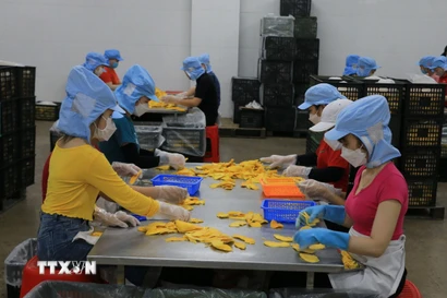 Công nhân làm việc tại một công ty tư nhân trên địa bàn huyện Lấp Vò, tỉnh Đồng Tháp. (Ảnh: Nhựt An/TTXVN)