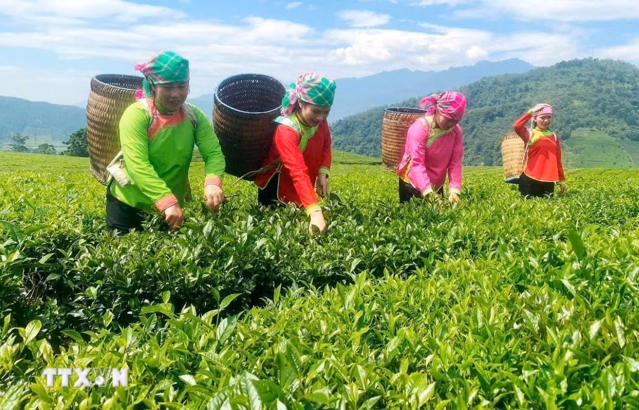 ttxvn-dau-an-chuyen-minh-cua-vung-bien-vien-lai-chau-3.jpg