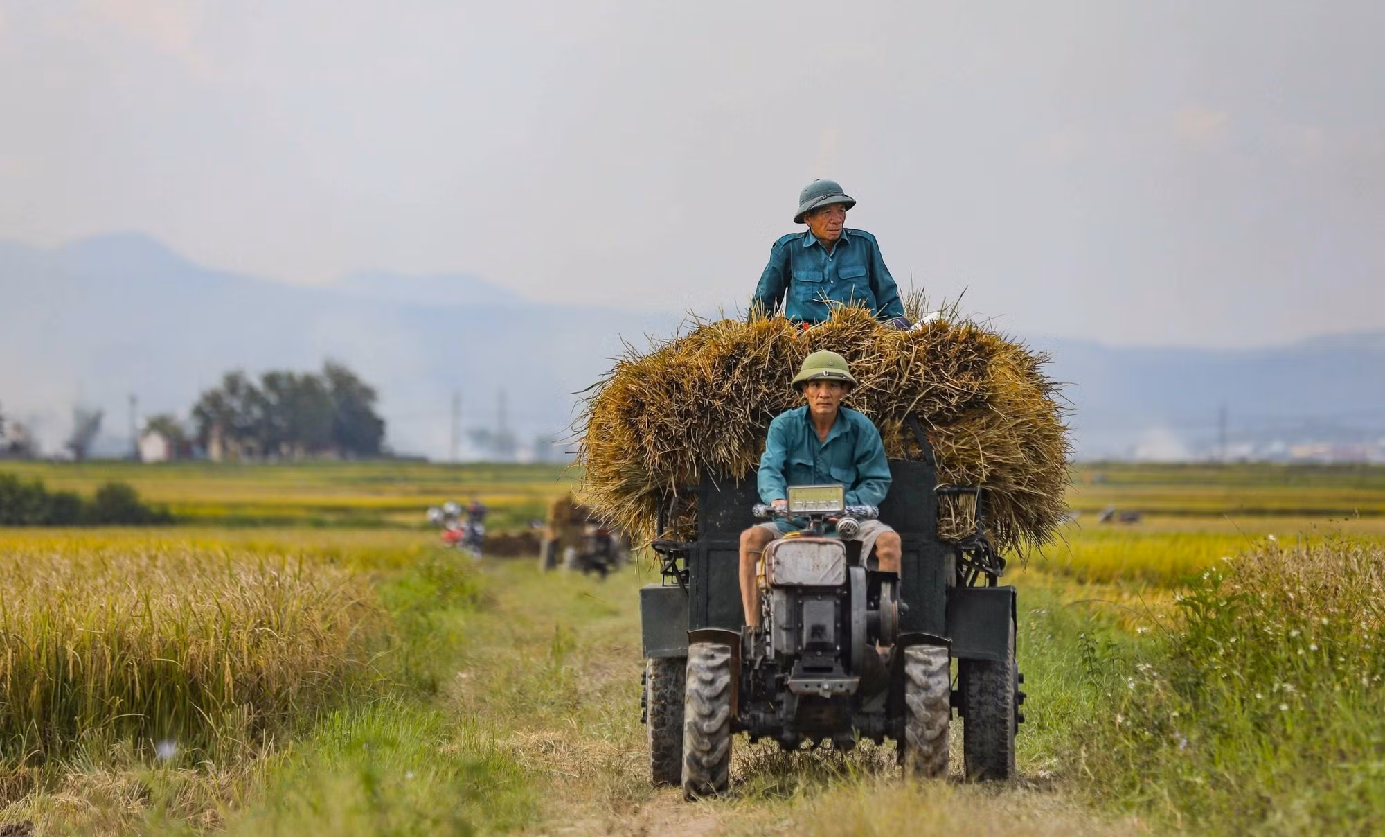 mua-vang-nhon-nhip-tren-canh-dong-muong-thanh-7617793.jpg