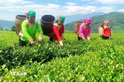 Người dân vùng cao Lai Châu thu hái chè. (Ảnh: TTXVN phát)