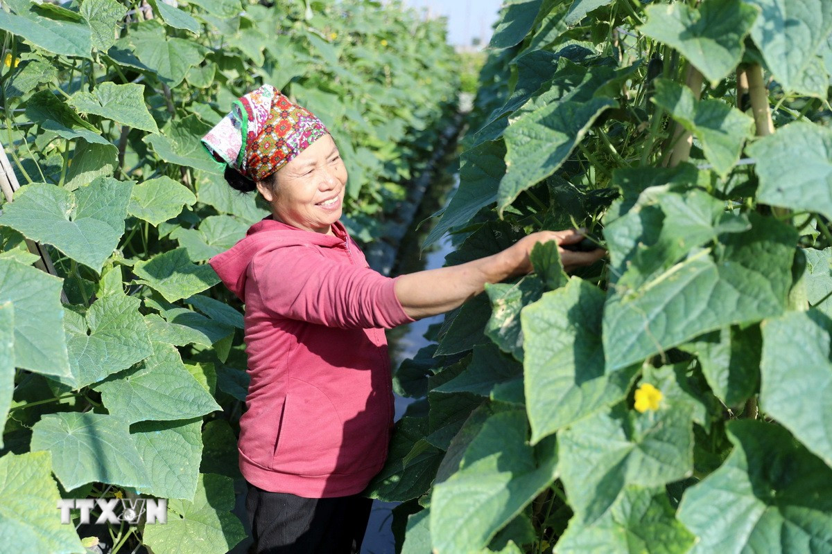 Thành viên Hợp tác xã Minh Quang (xã Vũ Thư, tỉnh Hưng Yên) thu hoạch dưa chuột. (Ảnh: Thế Duyệt/TTXVN)