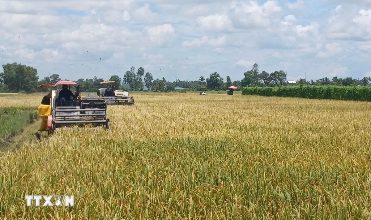 (Ảnh: TTXVN phát)