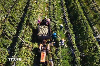 Nông dân xã Ba Gia, tỉnh Quảng Ngãi thu hoạch dưa được trồng theo tiêu chuẩn nông nghiệp sạch. (Ảnh: Hải Âu/TTXVN)