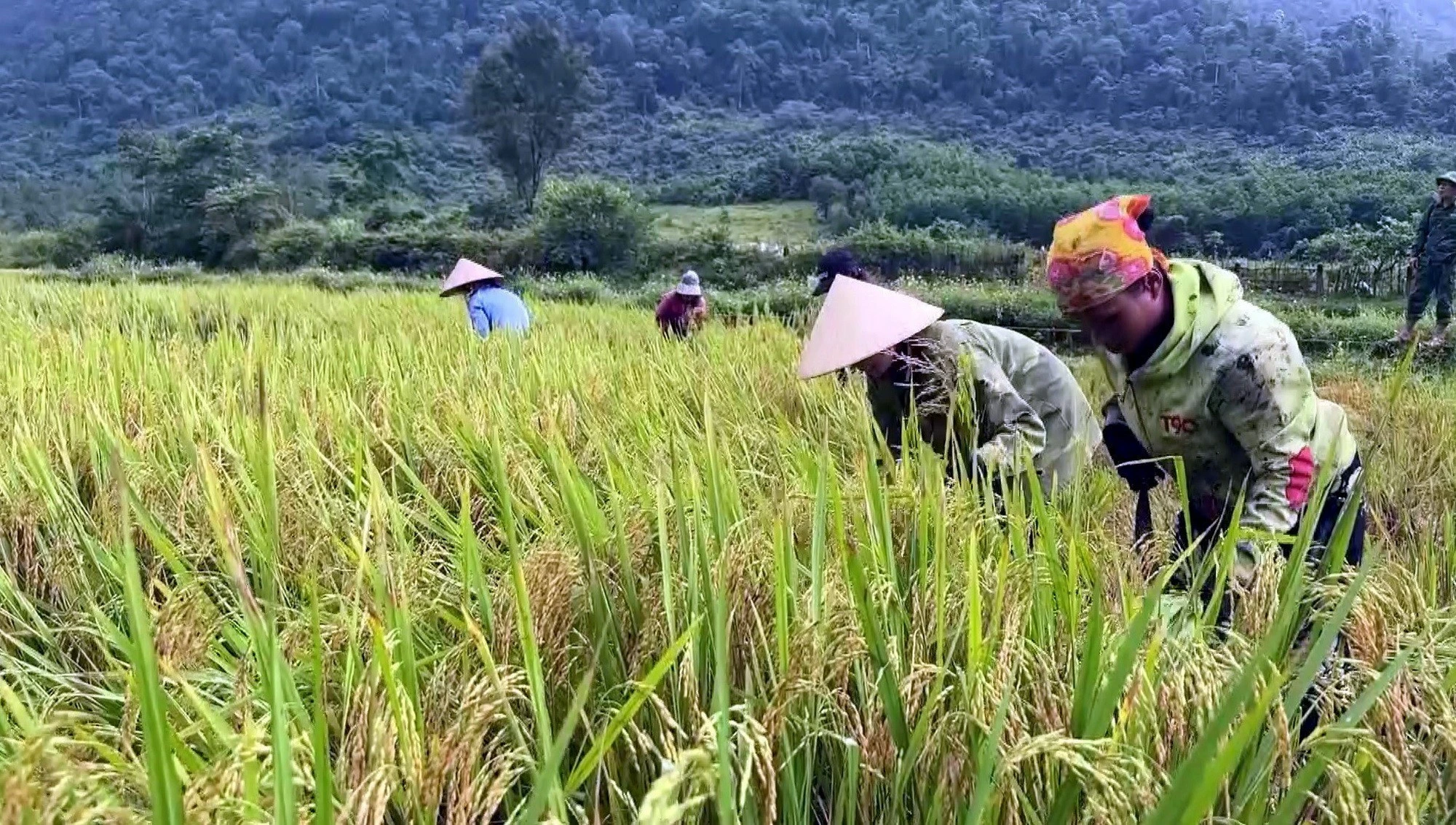 Đồng bào Rục tại xã Kim Phú (Quảng Trị) thu hoạch lúa. (Ảnh: Tá Chuyên/TTXVN)