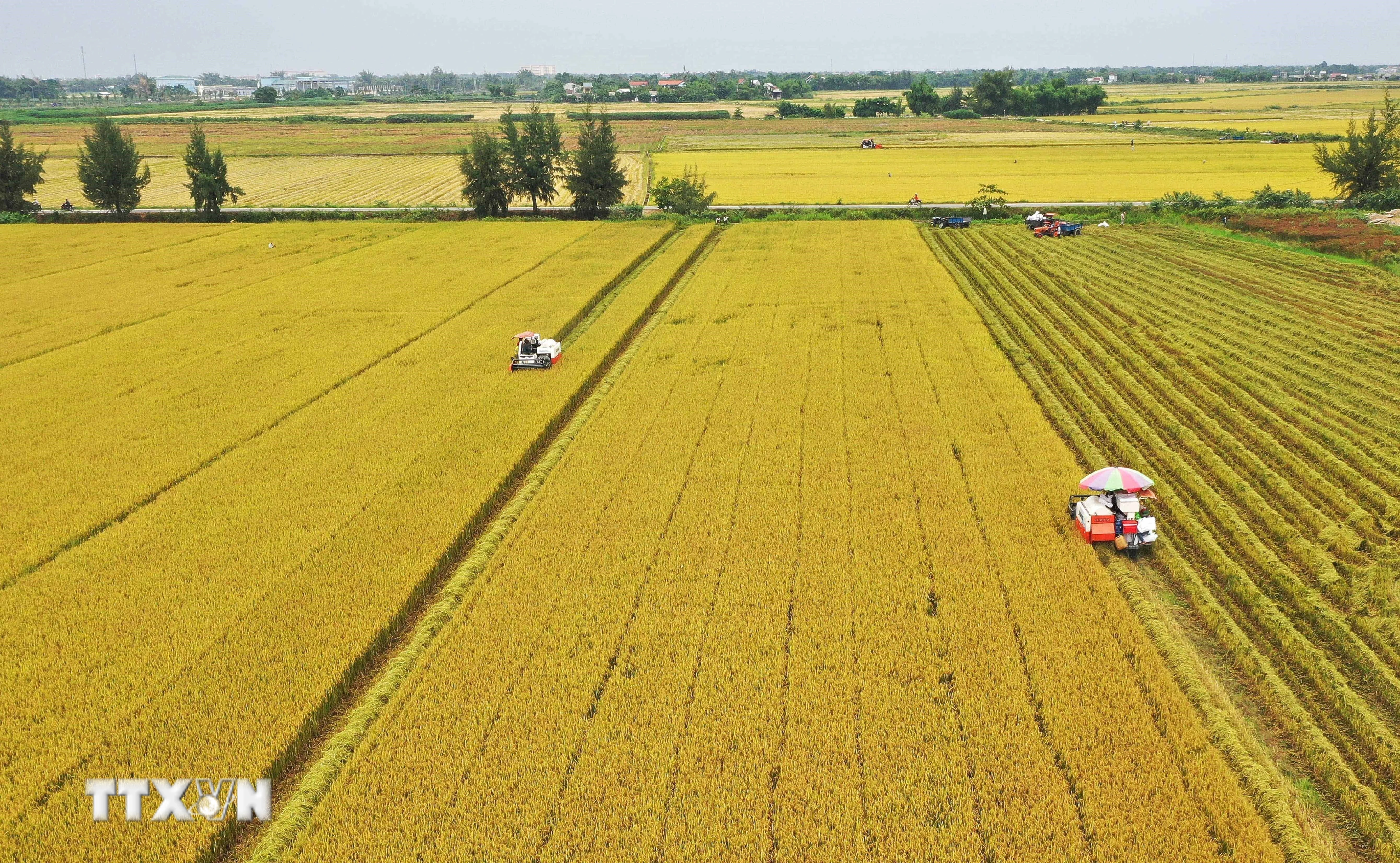 Thu hoạch thí điểm lúa chất lượng cao thuộc Đề án 1 triệu ha chuyên canh lúa chất lượng cao, phát thải thấp tại xã Láng Biển, huyện Tháp Mười, Đồng Tháp. (Ảnh: Nhựt An/TTXVN)