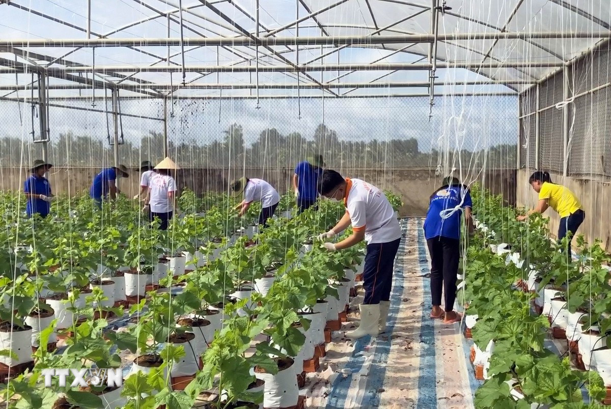 ttxvn-nong-nghiep-xanh-nong-nghiep-tuan-hoan-8361523.jpg