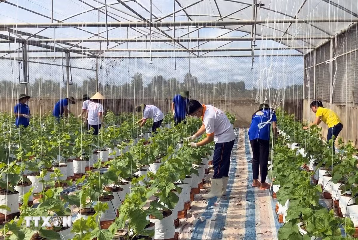 ttxvn-nong-nghiep-xanh-nong-nghiep-tuan-hoan-8361523.jpg