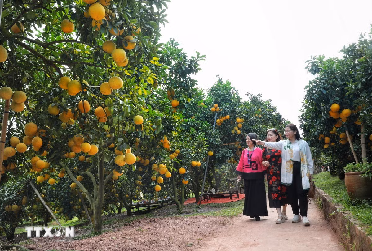 ttxvn-0412-du-lich-bac-ninh-cam-buoi-chin-6.jpg