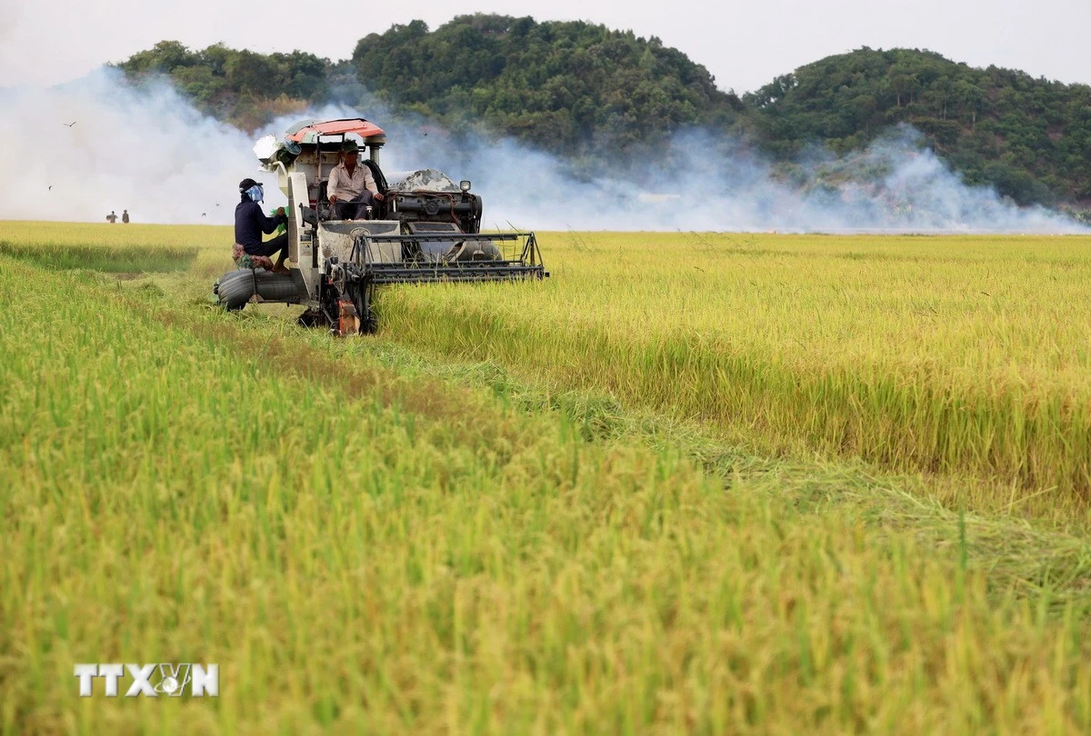 Thu hoạch lúa gạo. (Ảnh: Hồng Đạt/TTXVN)
